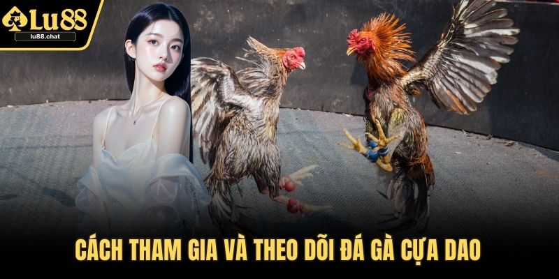 Cách tham gia và theo dõi đá gà cựa dao 