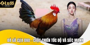 Đá Gà Cựa Dao – Cuộc Chiến Tốc Độ Và Sức Mạnh Mãn Nhãn