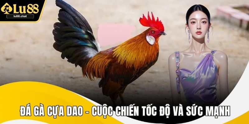 Đá Gà Cựa Dao – Cuộc Chiến Tốc Độ Và Sức Mạnh Mãn Nhãn