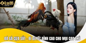 Đá Gà Cựa Sắt – Bí Quyết Đỉnh Cao Cho Mọi Cao Thủ