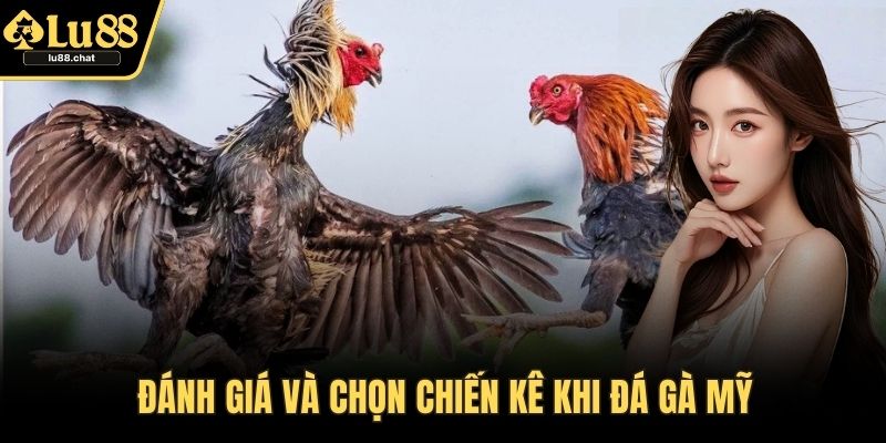 Đánh giá và chọn chiến kê khi đá gà Mỹ