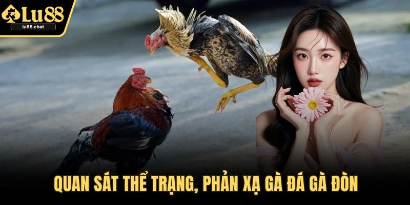 Quan sát thể trạng, phản xạ gà đá gà đòn